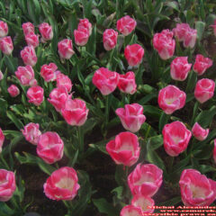 tulipany (28)